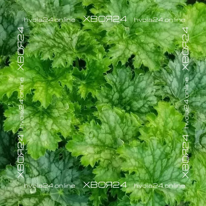  • ХВОЯ24