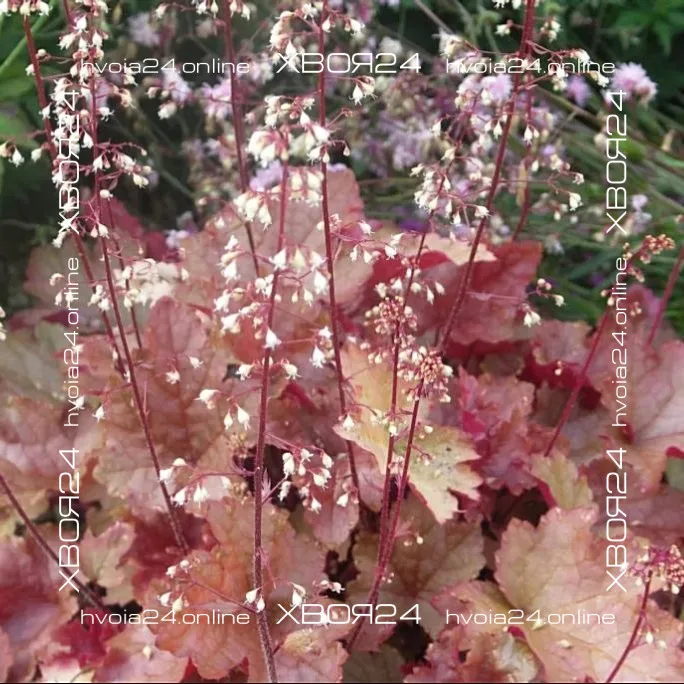  • ХВОЯ24