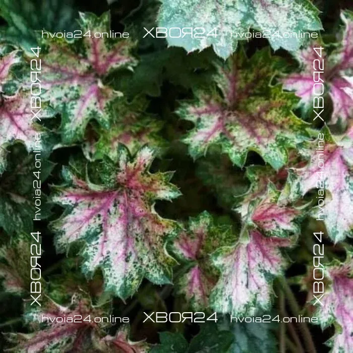  • ХВОЯ24