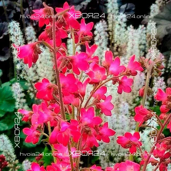  • ХВОЯ24