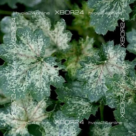  • ХВОЯ24