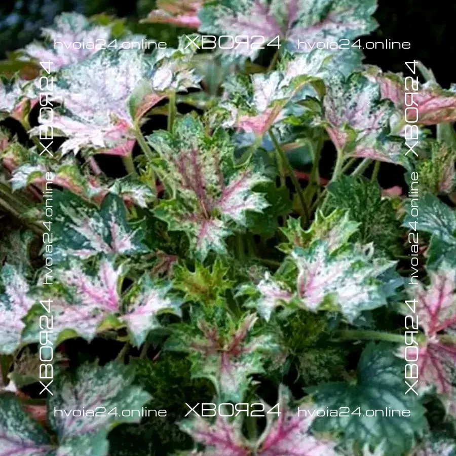  • ХВОЯ24