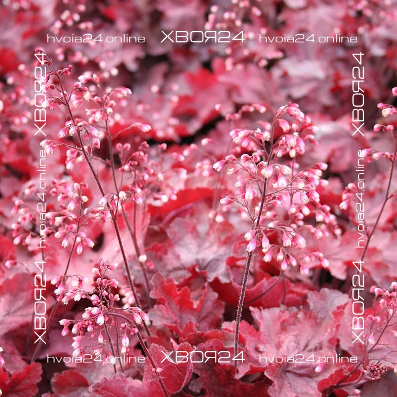  • ХВОЯ24