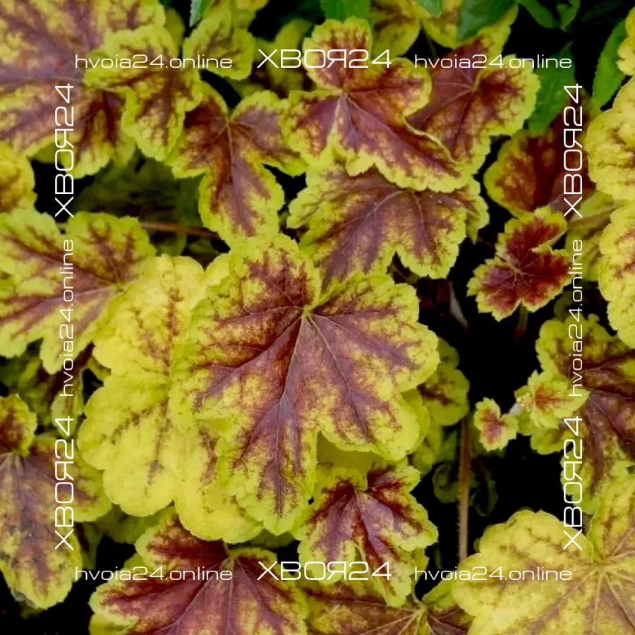  • ХВОЯ24