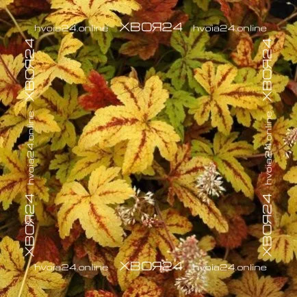  • ХВОЯ24