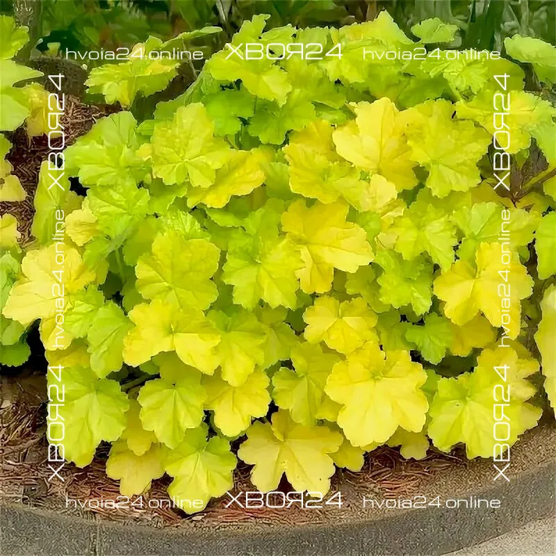 • ХВОЯ24