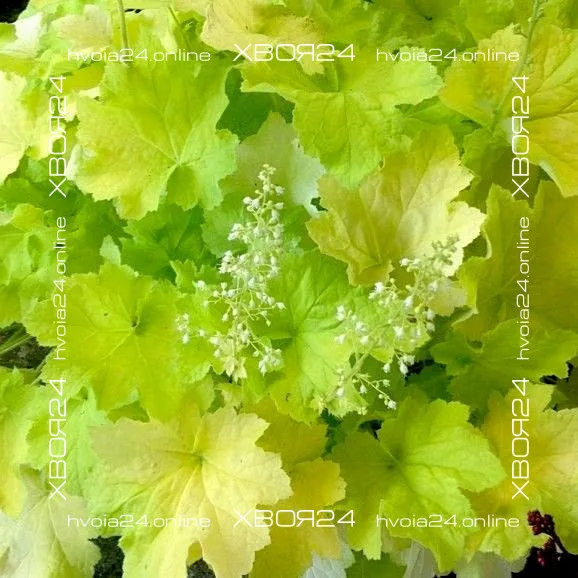  • ХВОЯ24