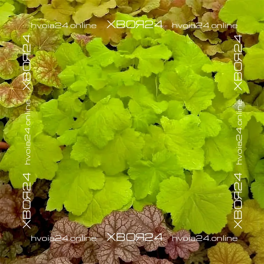  • ХВОЯ24