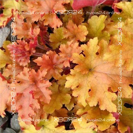  • ХВОЯ24