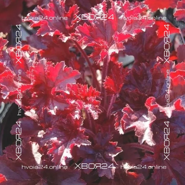  • ХВОЯ24