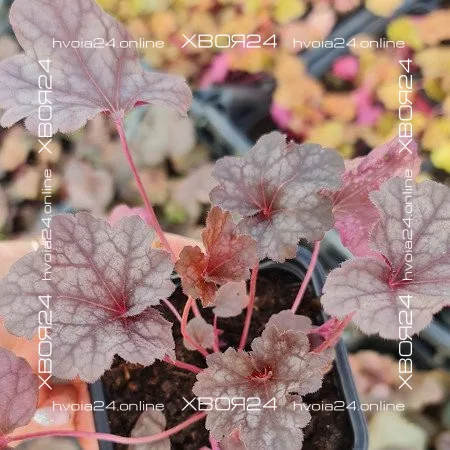  • ХВОЯ24