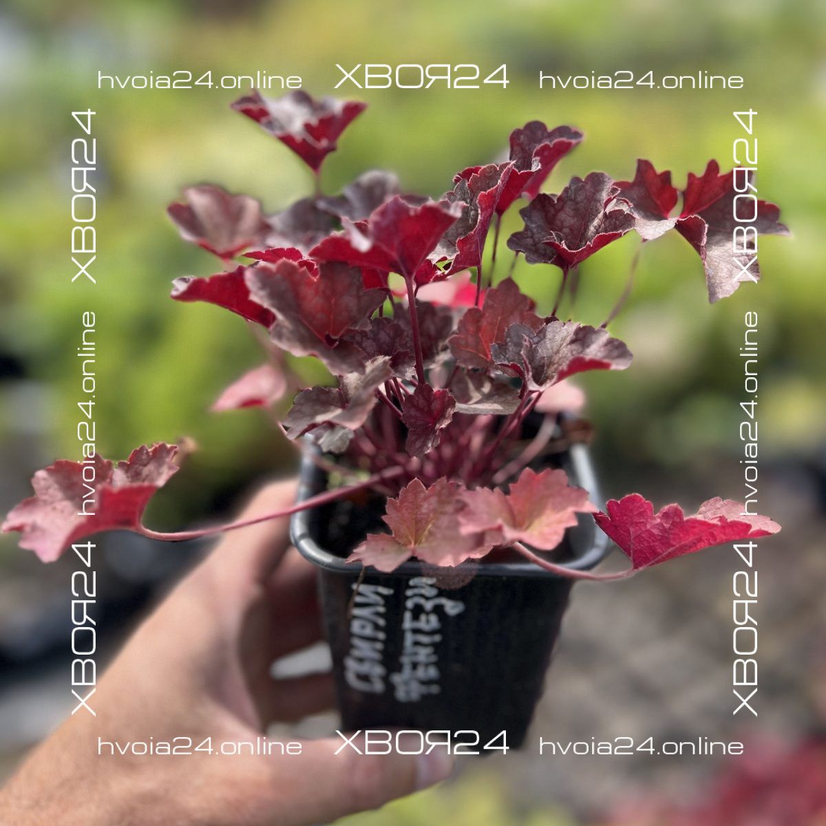  • ХВОЯ24