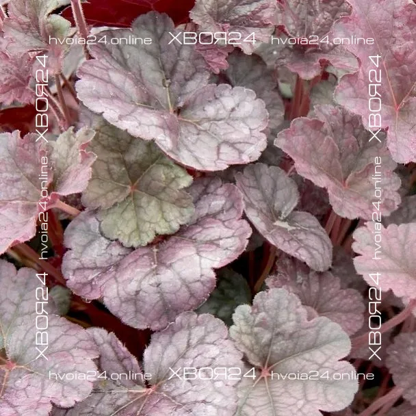  • ХВОЯ24