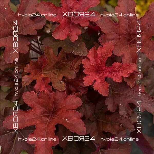  • ХВОЯ24