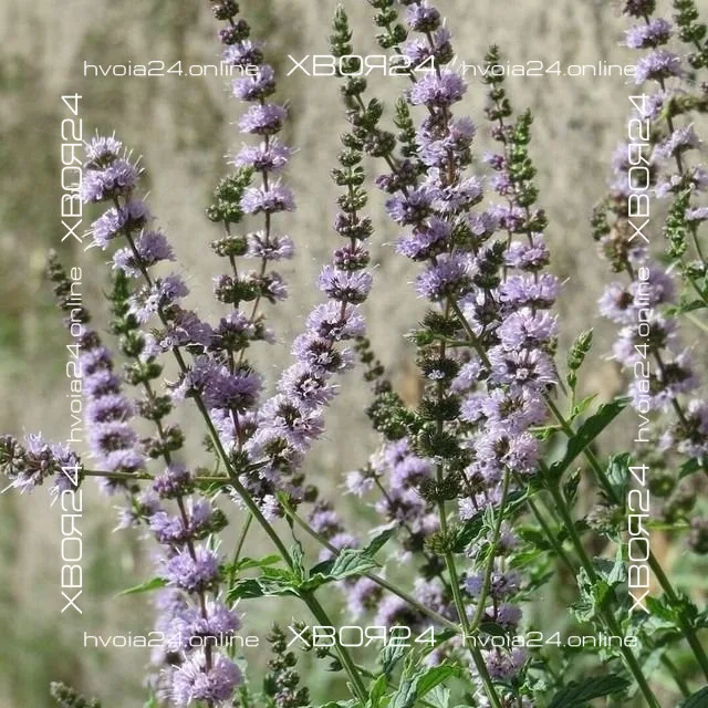  • ХВОЯ24
