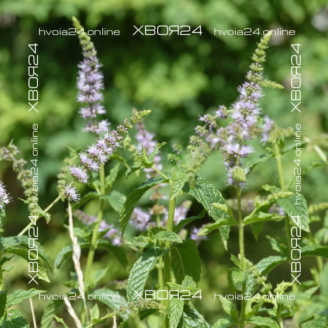  • ХВОЯ24