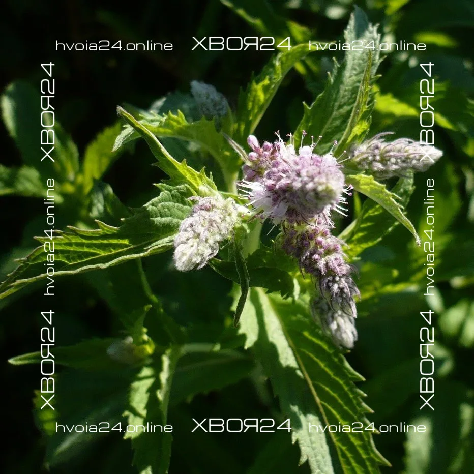  • ХВОЯ24