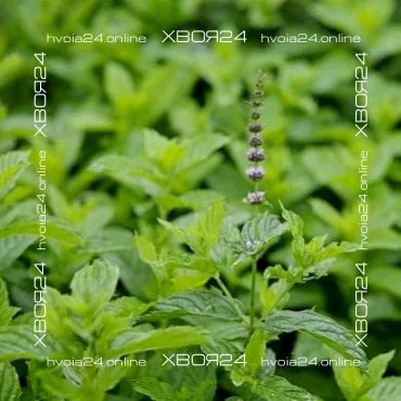  • ХВОЯ24