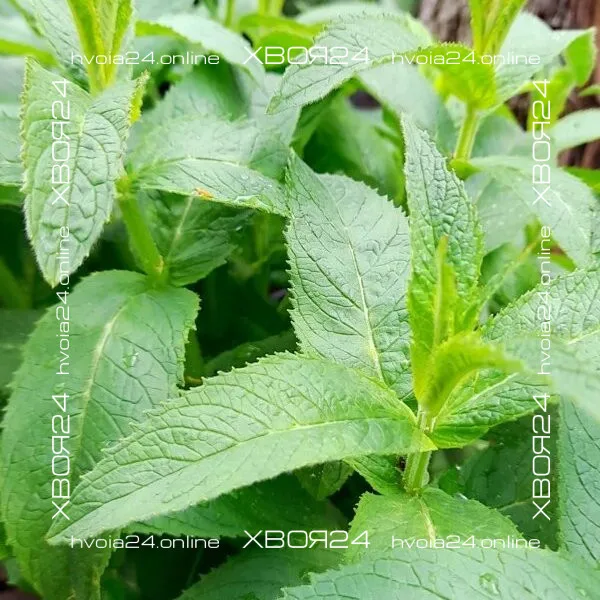  • ХВОЯ24