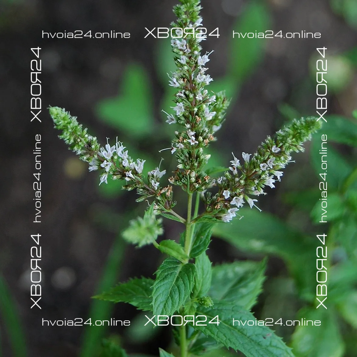  • ХВОЯ24