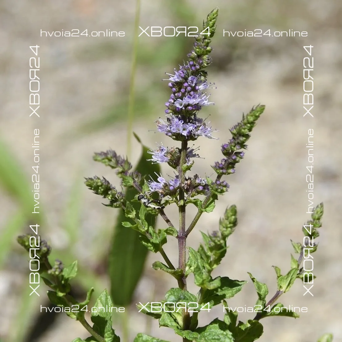  • ХВОЯ24