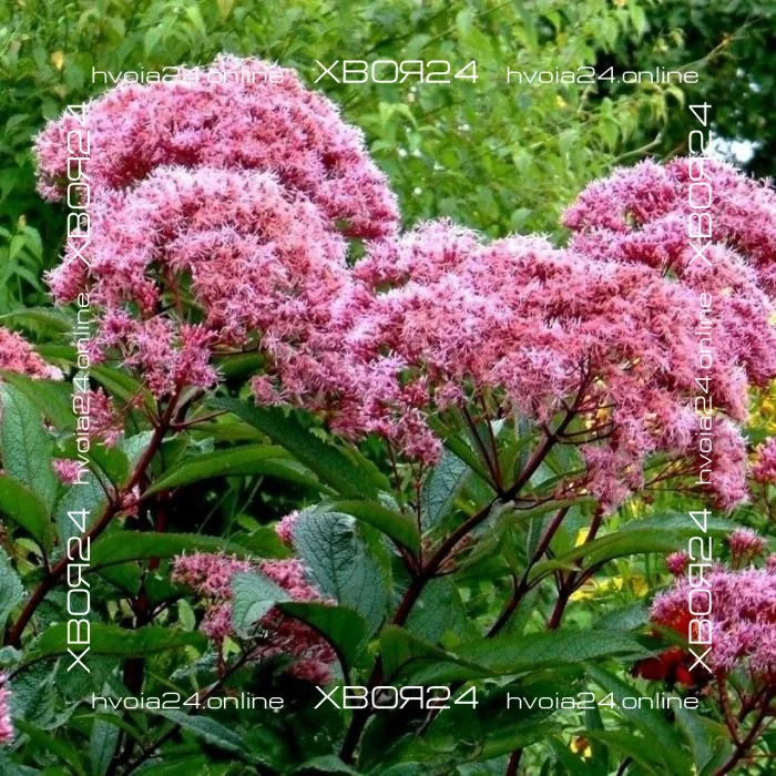  • ХВОЯ24