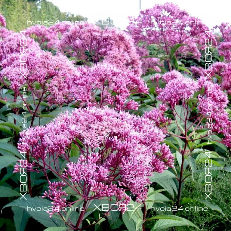  • ХВОЯ24