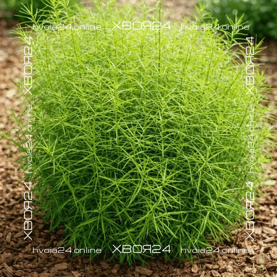  • ХВОЯ24