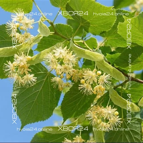  • ХВОЯ24