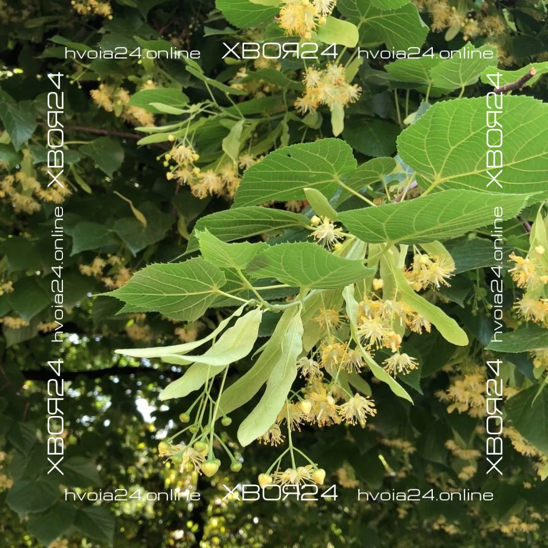  • ХВОЯ24