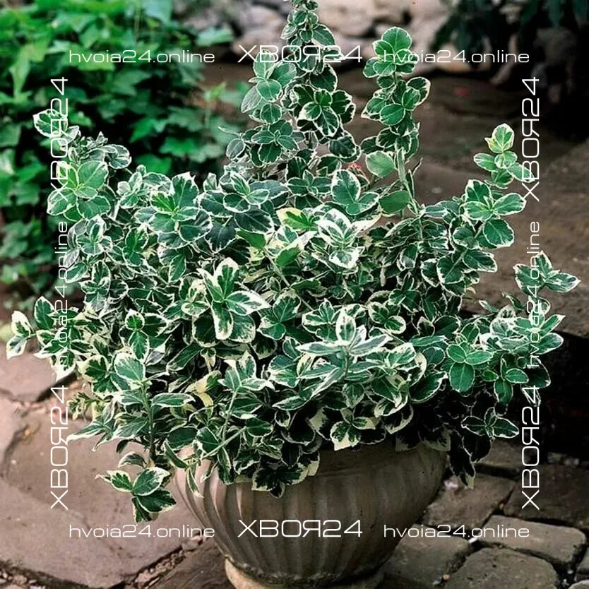  • ХВОЯ24