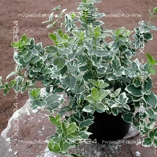  • ХВОЯ24