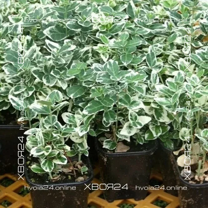  • ХВОЯ24