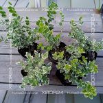 Бересклет Форчуна Эмералд Гаити — изображение 7