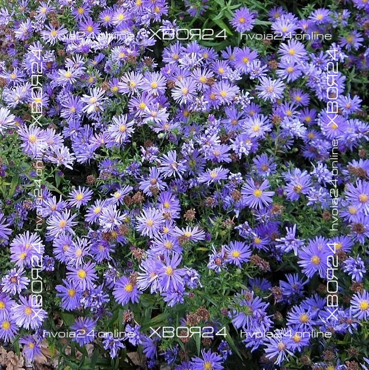  • ХВОЯ24