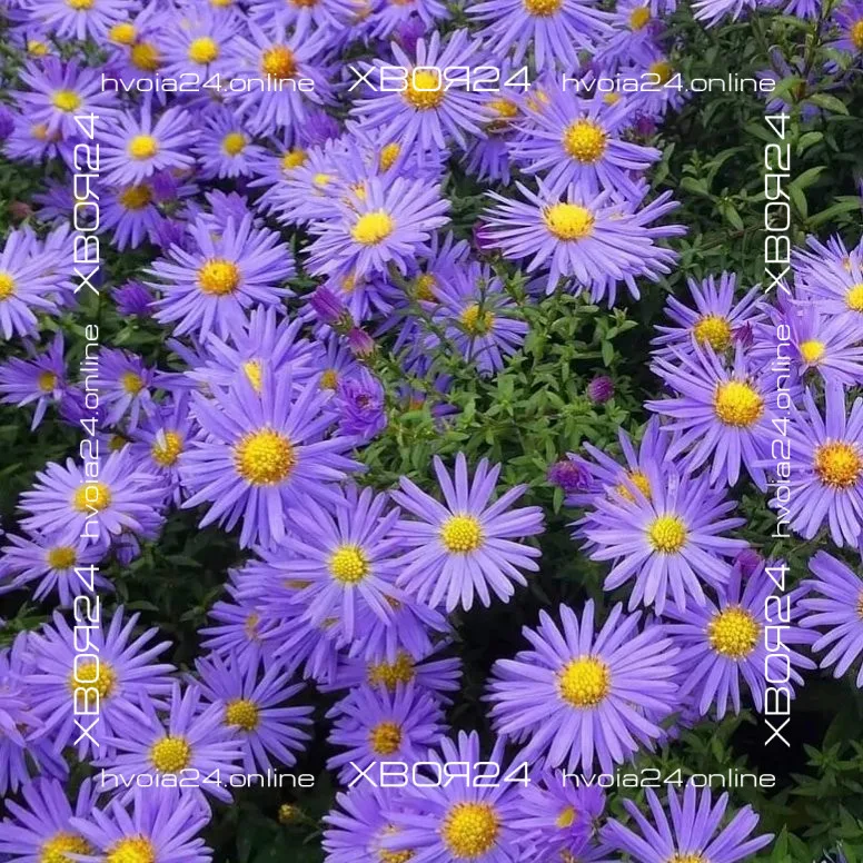 • ХВОЯ24