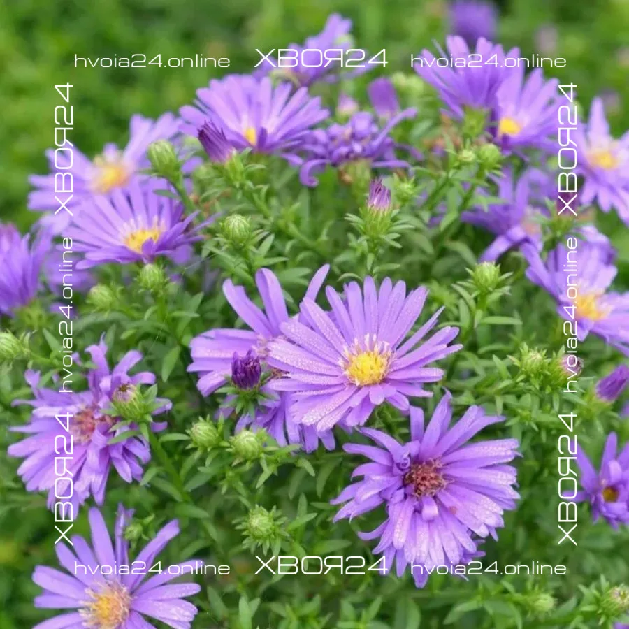  • ХВОЯ24