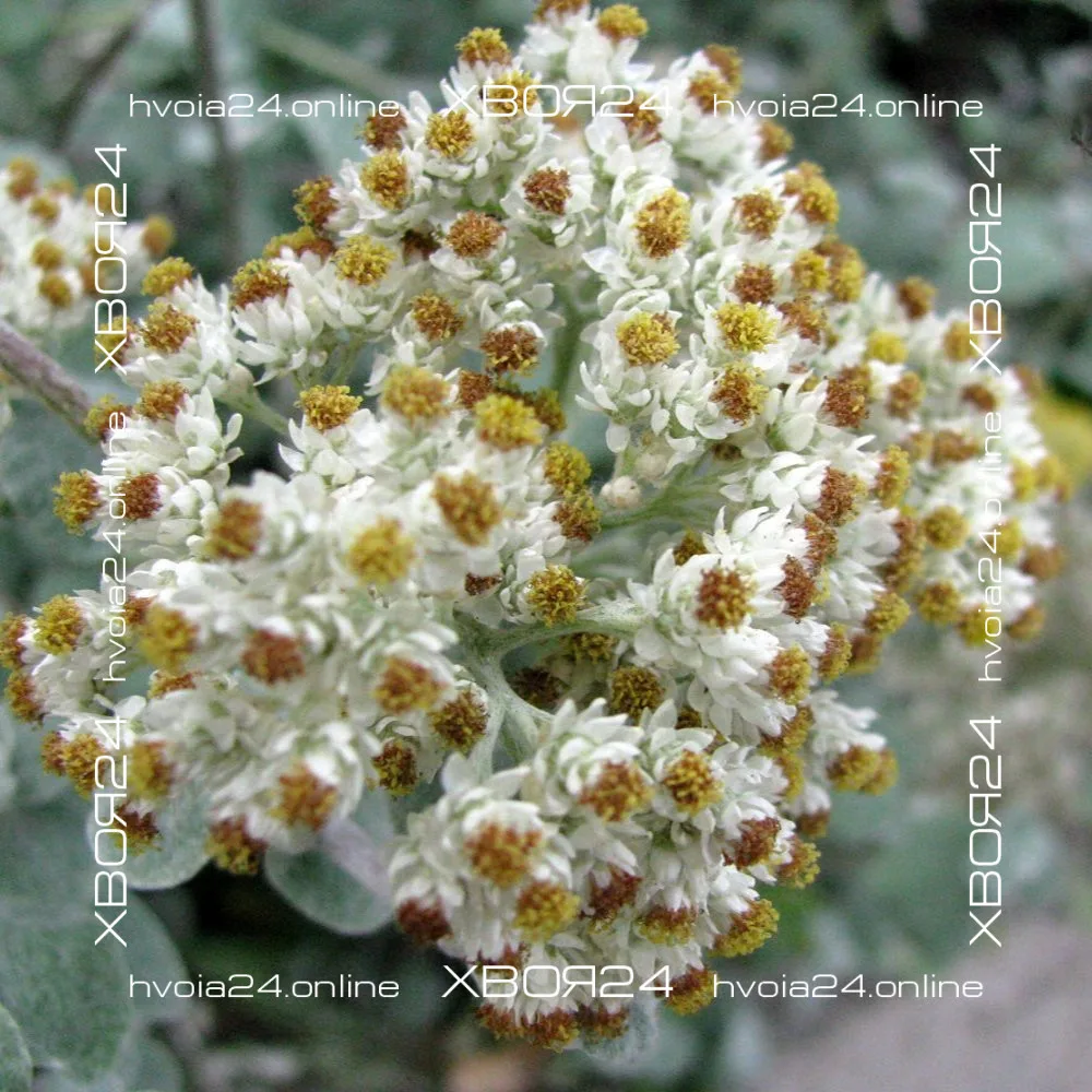  • ХВОЯ24