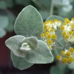 • ХВОЯ24