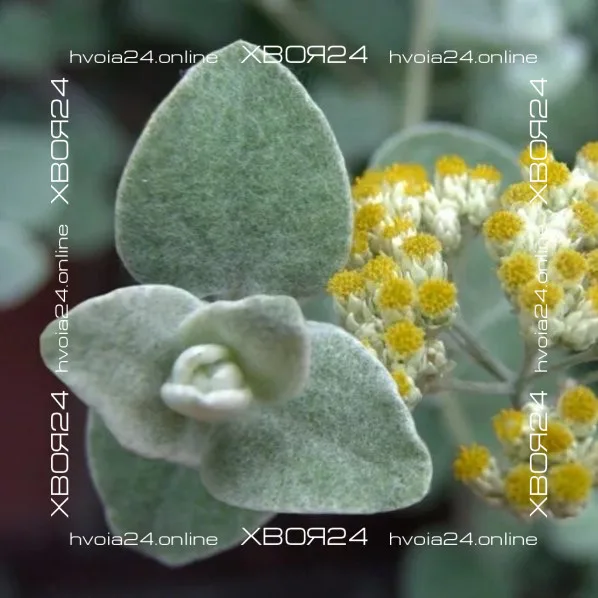  • ХВОЯ24