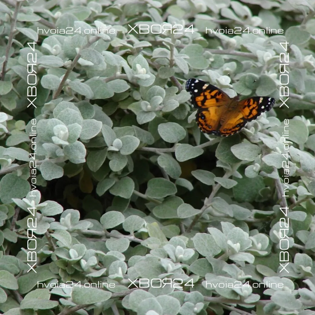  • ХВОЯ24