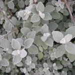  • ХВОЯ24
