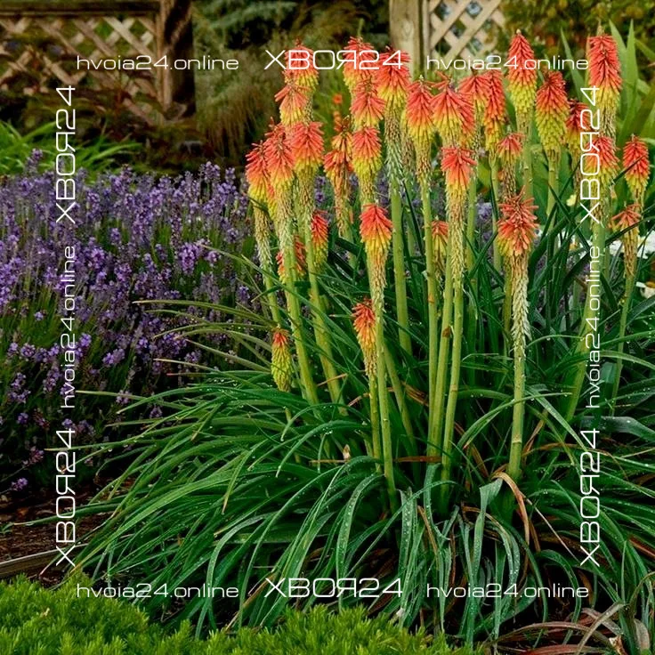  • ХВОЯ24