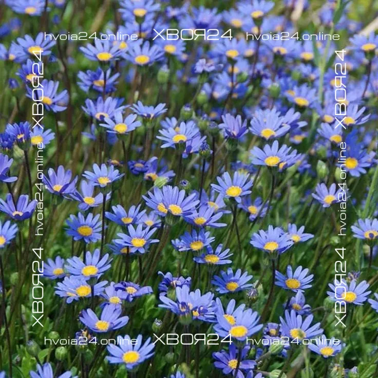  • ХВОЯ24