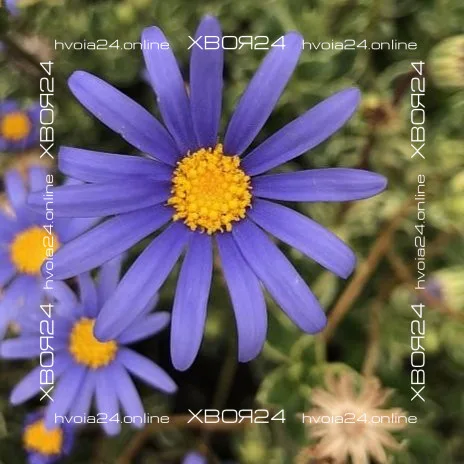  • ХВОЯ24