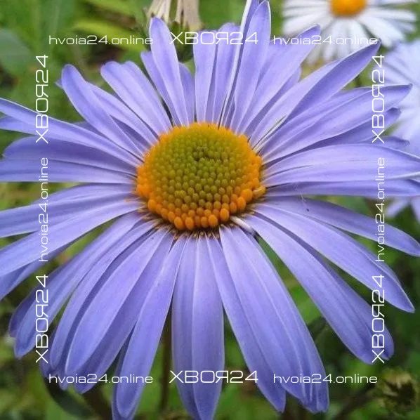  • ХВОЯ24