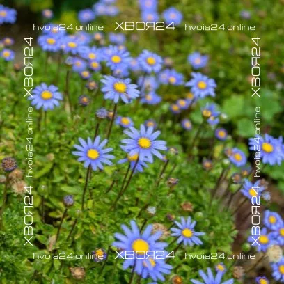  • ХВОЯ24