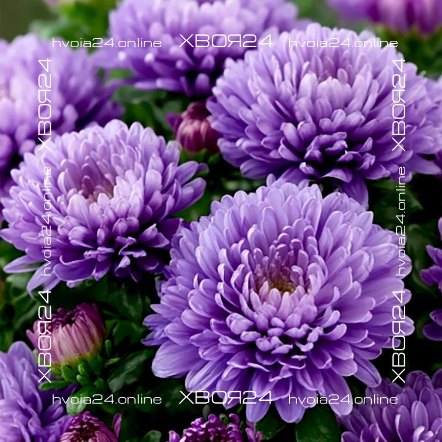 • ХВОЯ24