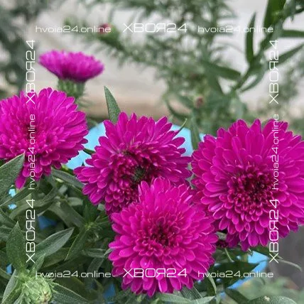  • ХВОЯ24