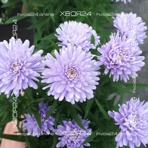  • ХВОЯ24